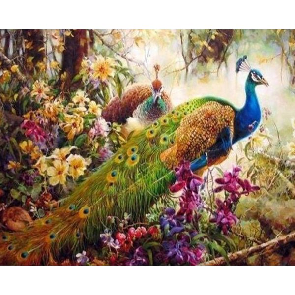 Magnificent Peacock For Cheap - Image 2